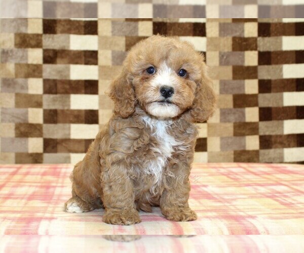 Medium Photo #4 Bernedoodle (Miniature)-Cavapoo (Miniature) Mix Puppy For Sale in DENVER, PA, USA
