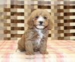 JJ - Male Bernedoodle (Miniature)-Cavapoo (Miniature) Mix Puppy for Sale - Photo #4