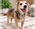Rusty - Male Mutt Dog for Adoption - Small photo