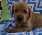 Small #6 Labrador Retriever