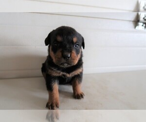 Rottweiler Puppy for sale in FORT WAYNE, IN, USA
