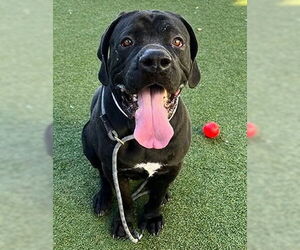 Tiana - Female Brazilian Mastiff Dog for Adoption - Photo #2