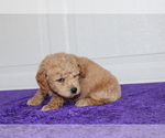 Small Photo #9 Goldendoodle (Miniature) Puppy For Sale in BLOOMINGTON, IN, USA