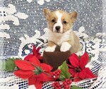 Puppy 4 Pembroke Welsh Corgi