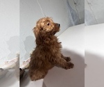 Small #10 Goldendoodle (Miniature)