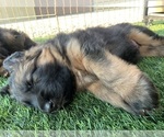Small #16 German Shepherd Dog