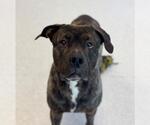 Small #1 American Bulldog Mix