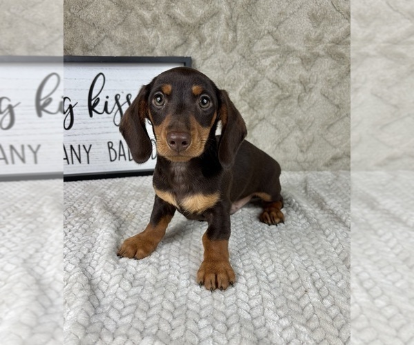 Medium Photo #5 Dachshund Puppy For Sale in FRANKLIN, IN, USA