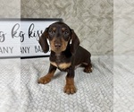 Small #4 Dachshund