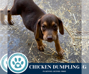 Beagle-Unknown Mix Dogs for adoption in Kimberton, PA, USA