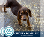 Small Beagle Mix
