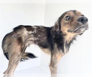 Mutt Dogs for adoption in Houston, TX, USA