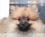 Small Photo #4 Pomeranian Puppy For Sale in MARIETTA, GA, USA