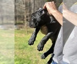Small Photo #6 Cane Corso Puppy For Sale in RURAL HALL, NC, USA