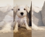 Small Photo #5 Schnauzer (Miniature) Puppy For Sale in HOLDEN, MO, USA