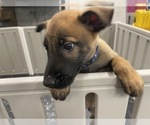 Small Photo #35 Belgian Malinois Puppy For Sale in REESEVILLE, WI, USA