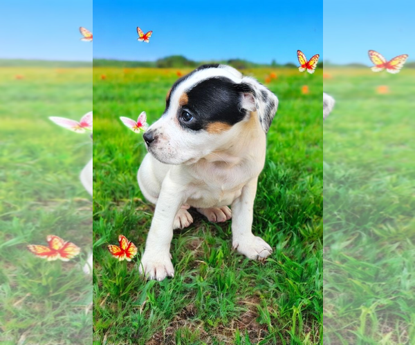 Medium Photo #10 Basenji-Rat Terrier Mix Puppy For Sale in McKinney, TX, USA