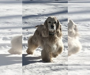 Father of the English Cocker Spaniel puppies born on 12/07/2024