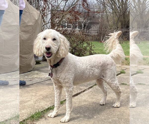 Medium Photo #2 Goldendoodle Puppy For Sale in Rochester, NY, USA