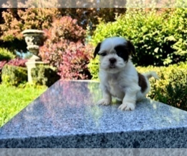 Medium Photo #15 Shih Tzu Puppy For Sale in HAYWARD, CA, USA