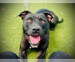 Small American Pit Bull Terrier