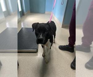 Medium Labrador Retriever Mix
