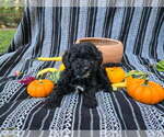 Small #1 Poodle (Miniature)