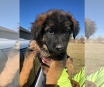 Small Photo #14 German Shepherd Dog Puppy For Sale in SOMERVILLE, OH, USA