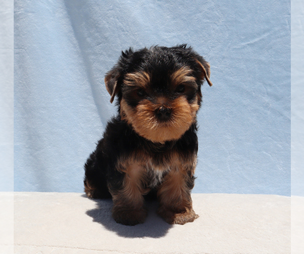 Medium Photo #4 Yorkshire Terrier Puppy For Sale in LOS ANGELES, CA, USA