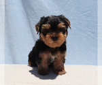 Small #3 Yorkshire Terrier