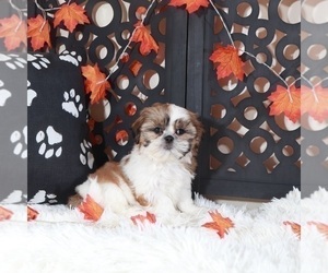 Shih Tzu Puppy for sale in MOUNT VERNON, OH, USA