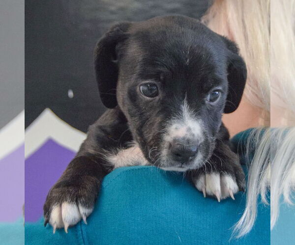 Medium Photo #5 Beagle-Unknown Mix Puppy For Sale in Huntley, IL, USA