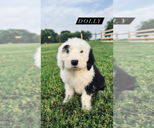 Old English Sheepdog Puppy for sale in SPRINGFIELD, IL, USA