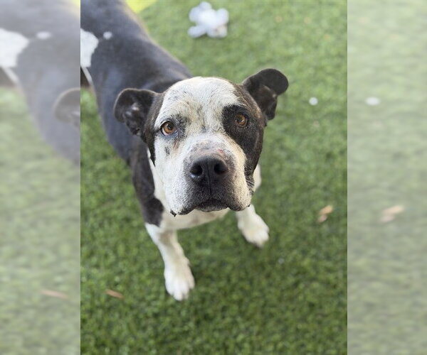 Medium Photo #2 Mutt Puppy For Sale in Chula Vista, CA, USA