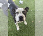 Small #1 Mutt