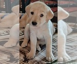 Small Labrador Retriever