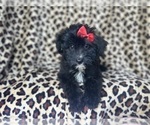 Small Aussiedoodle Miniature 