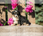 Puppy Missy Bernedoodle (Miniature)