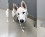 Small Siberian Husky Mix