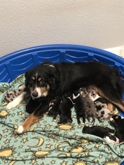 Mother of the Miniature Australian Shepherd puppies born on 01/20/2019