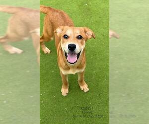 Black Mouth Cur Dogs for adoption in Sugar Land, TX, USA