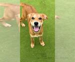 Small Black Mouth Cur