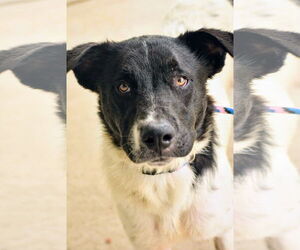 Border Collie-Unknown Mix Dogs for adoption in Rockaway, NJ, USA