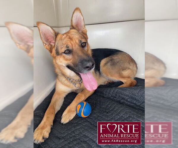 Medium Photo #6 German Shepherd Dog Puppy For Sale in Marina del Rey, CA, USA