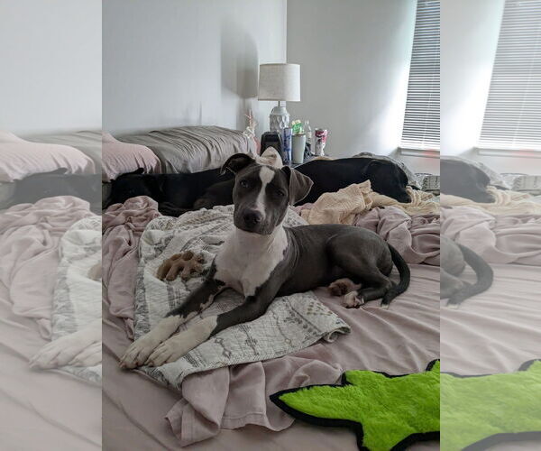 Medium Photo #3 American Pit Bull Terrier-Unknown Mix Puppy For Sale in Germantown, OH, USA