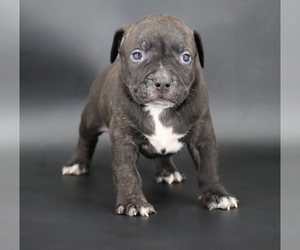American Bully Puppy for sale in CHAMPAIGN, IL, USA