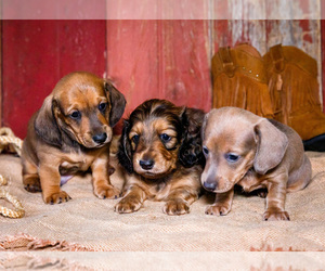 Dachshund Puppy for Sale in WAKARUSA, Indiana USA