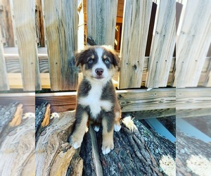 Miniature Australian Shepherd Puppy for sale in NOBLE, MO, USA
