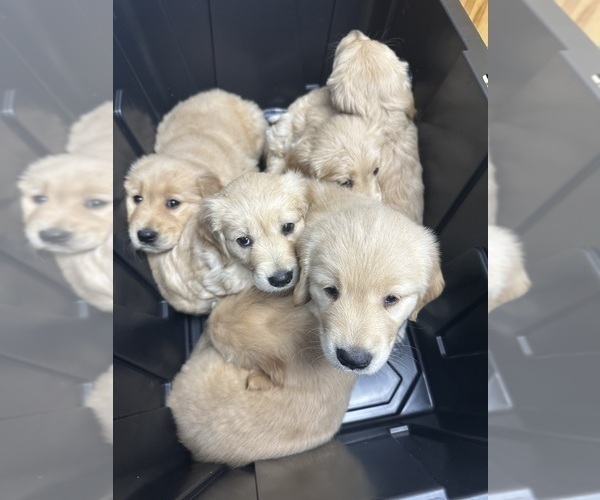 Medium Photo #2 Golden Retriever Puppy For Sale in ARCHBALD, PA, USA