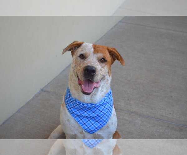 Medium Photo #2 Mutt Puppy For Sale in McKinney, TX, USA